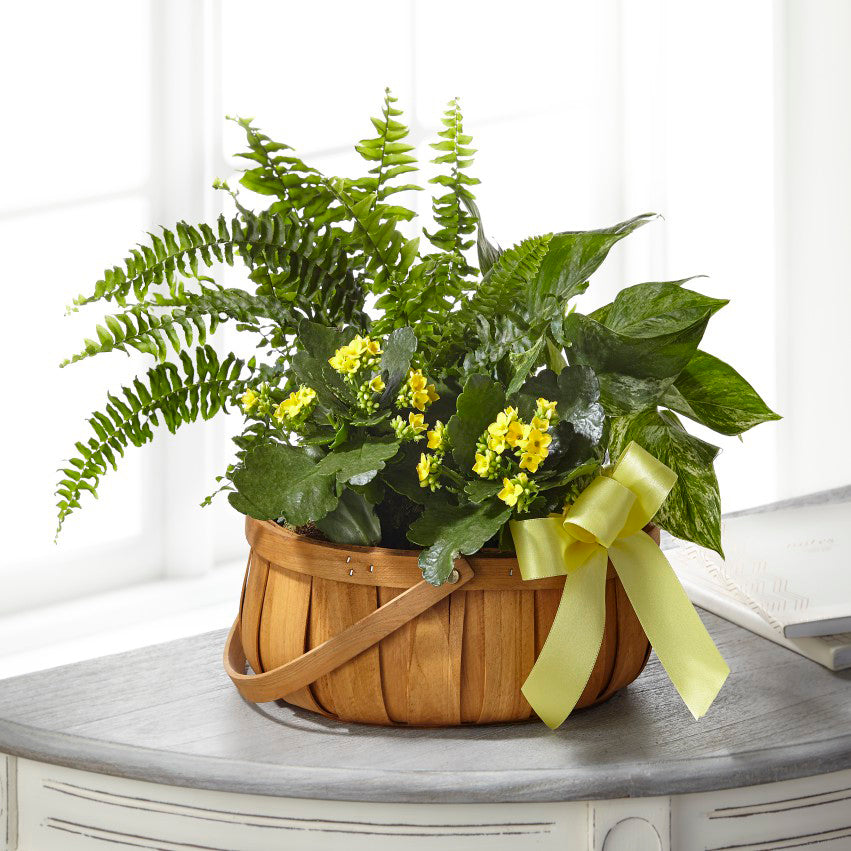 The FTD® Always Dear™ Dishgarden – Walnut Creek Florist, Walnut Creek CA