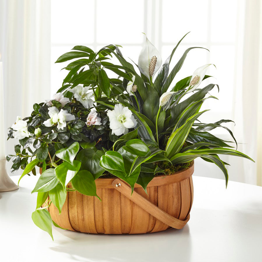 The FTD® Serene™ Dishgarden – Walnut Creek Florist, Walnut Creek CA