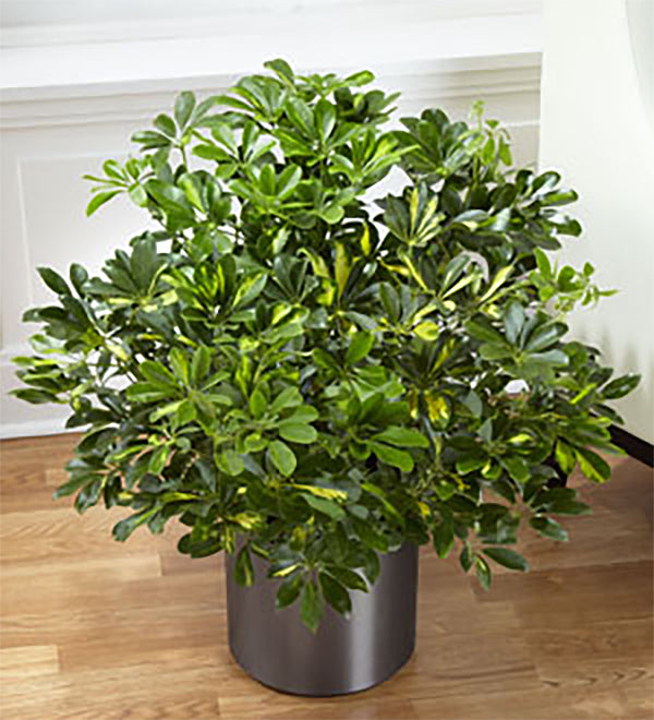 The FTD® Schefflera Arboricola – Walnut Creek Florist, Walnut Creek CA