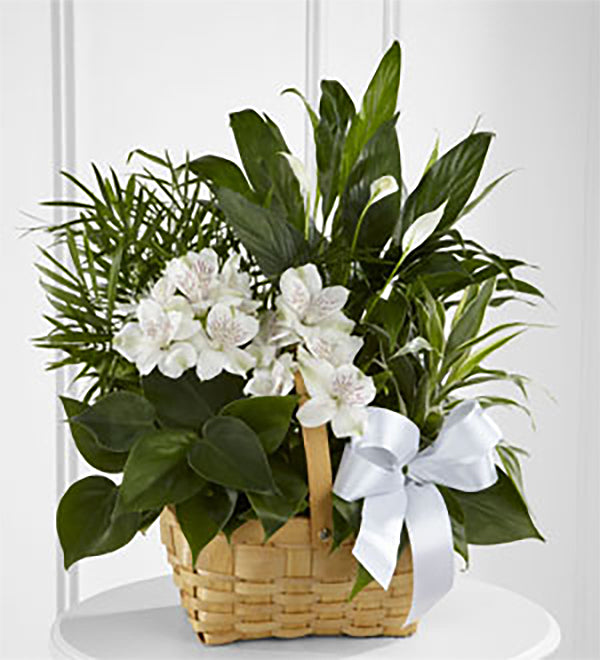 The FTD® Peace & Serenity™ Dishgarden – Walnut Creek Florist, Walnut Creek CA