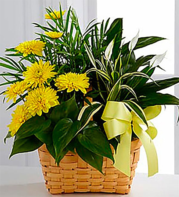 The FTD Loving Light Dishgarden – Walnut Creek Florist, Walnut Creek CA