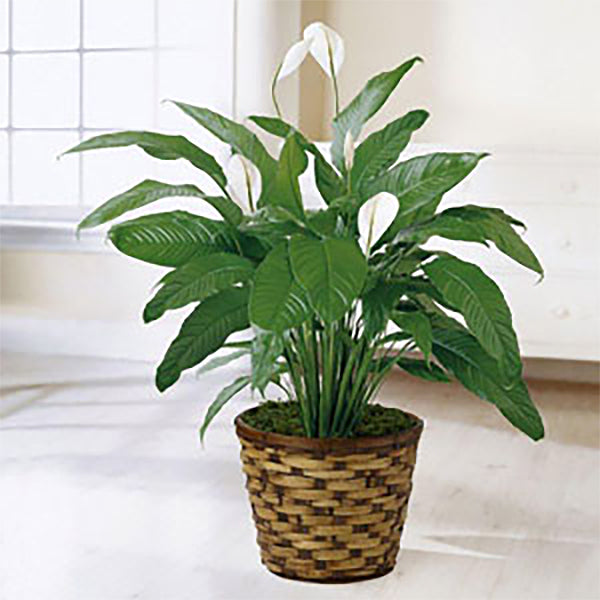 The FTD® Spathiphyllum – Walnut Creek Florist, Walnut Creek CA