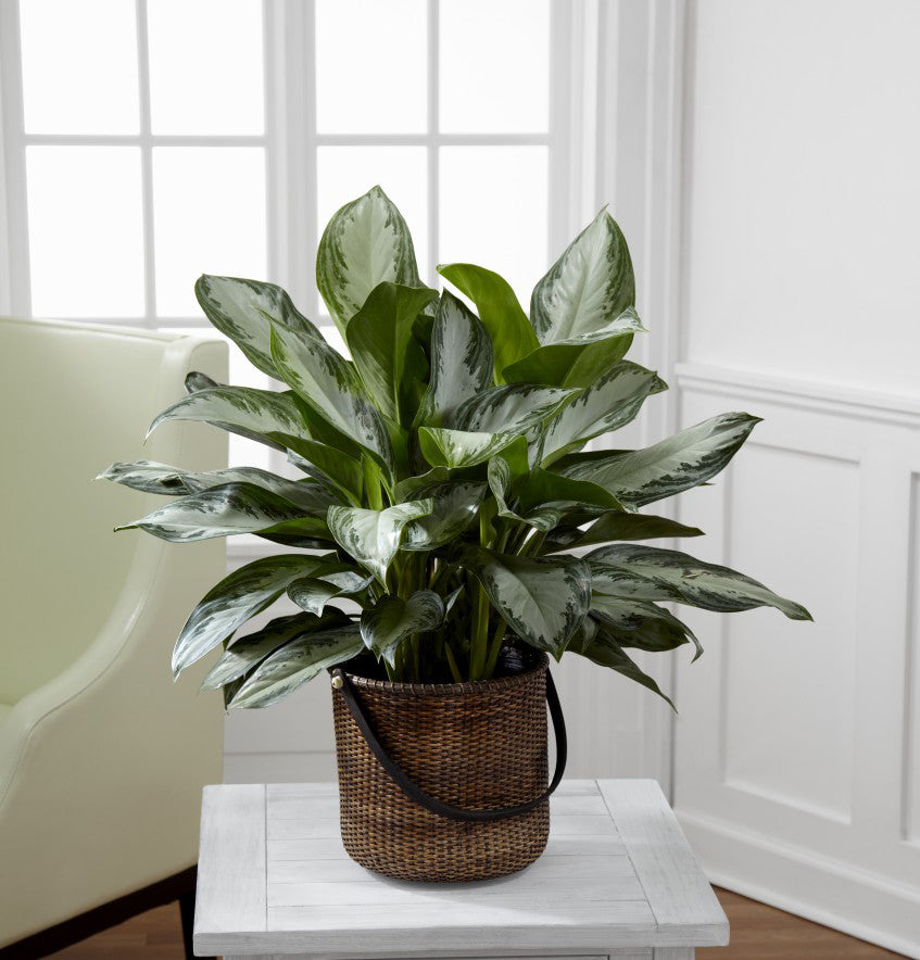 The FTD® Chinese Evergreen – Walnut Creek Florist, Walnut Creek CA
