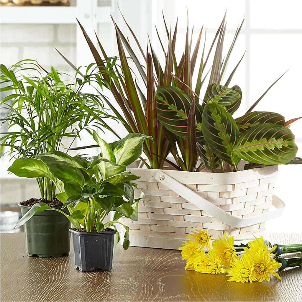 Florist Designed Blooming and Green Plants in a Basket – Walnut Creek Florist, Walnut Creek CA