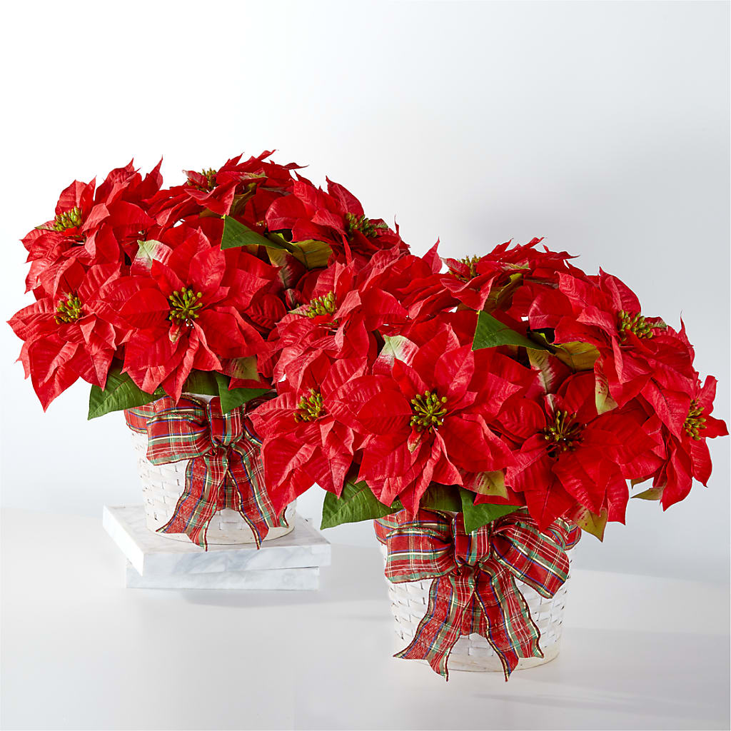 Happiest Holidays Poinsettia Bundle – Walnut Creek Florist, Walnut Creek CA
