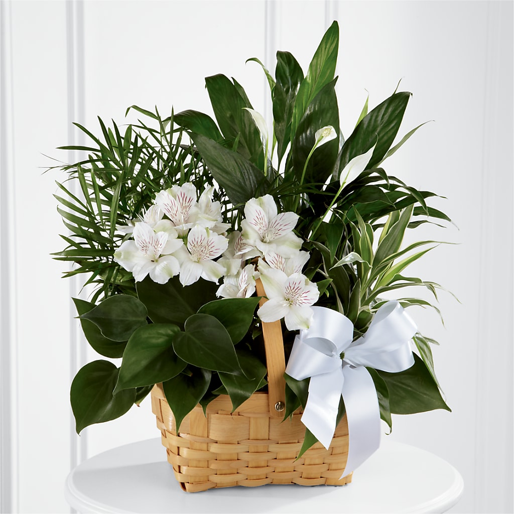 Peace & Serenity Dishgarden – Walnut Creek Florist, Walnut Creek CA