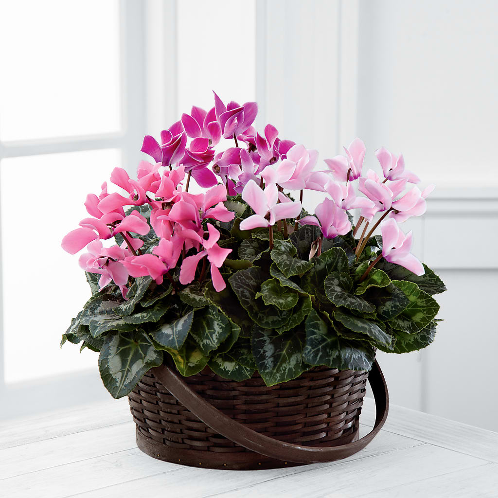 Mixed Cyclamen Planter – Walnut Creek Florist, Walnut Creek CA