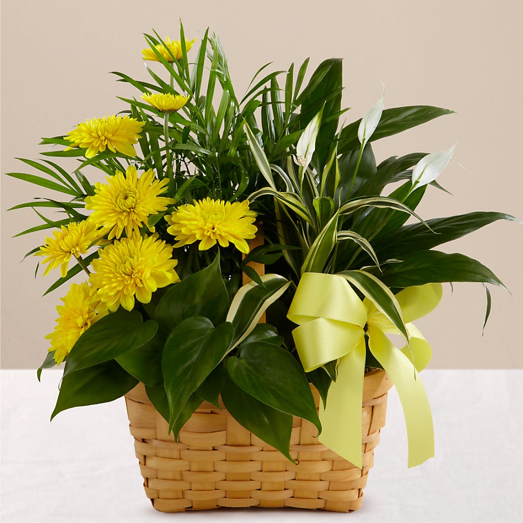 Loving Light Dishgarden – Walnut Creek Florist, Walnut Creek CA