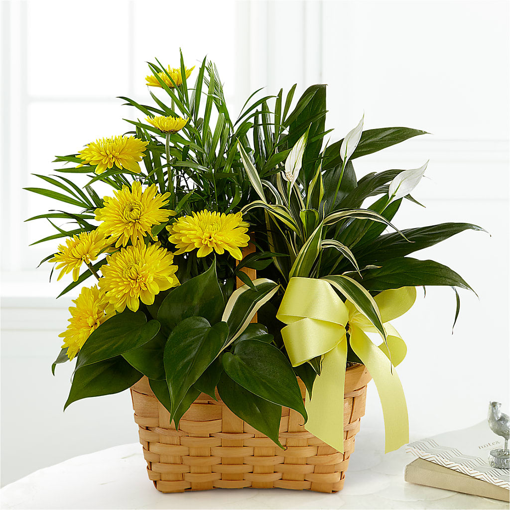 Loving Light Dishgarden – Walnut Creek Florist, Walnut Creek CA