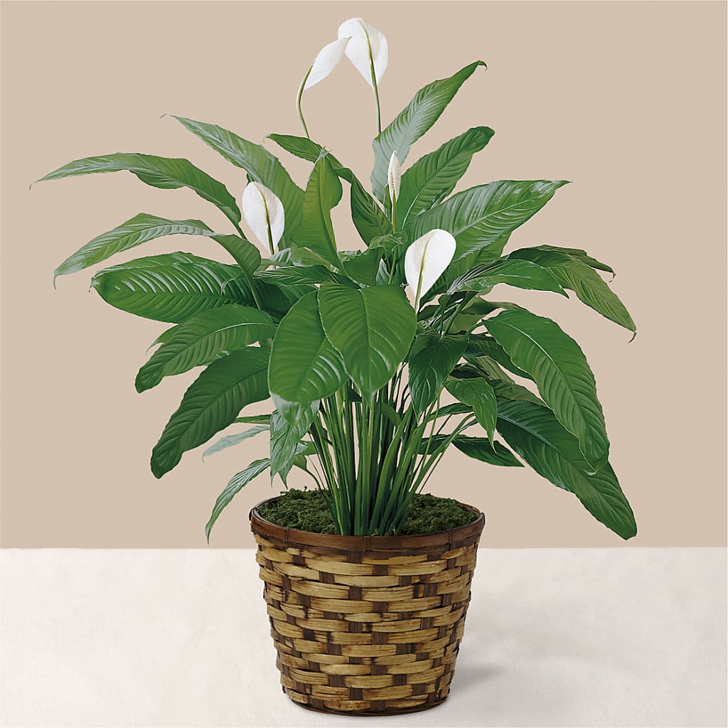 Tranquil Moments Peace Lily Plant – Walnut Creek Florist, Walnut Creek CA