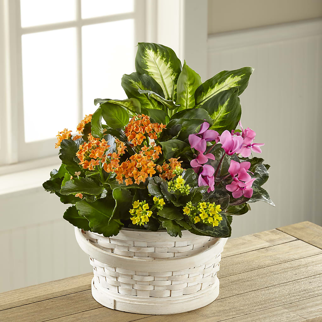 Color Crush Dishgarden – Walnut Creek Florist, Walnut Creek CA