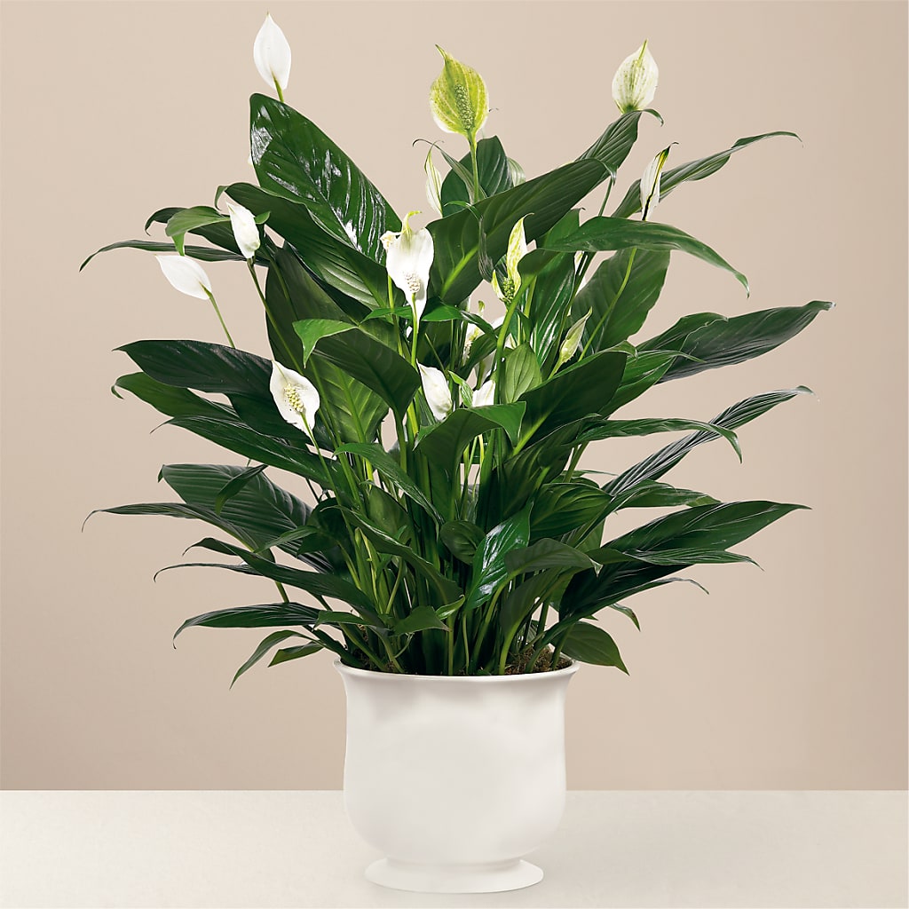 Comfort Planter – Walnut Creek Florist, Walnut Creek CA