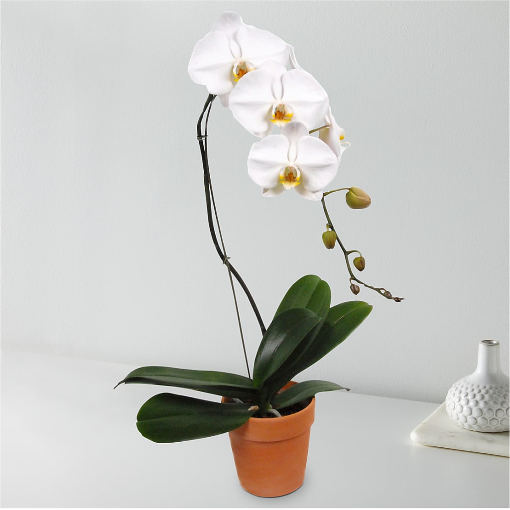 White Cascading Orchid – Walnut Creek Florist, Walnut Creek CA