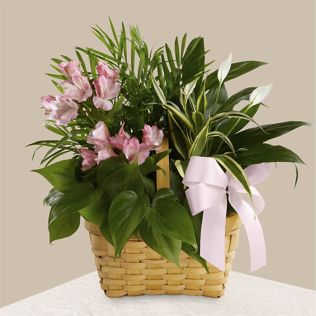 Living Spirit Dishgarden – Walnut Creek Florist, Walnut Creek CA