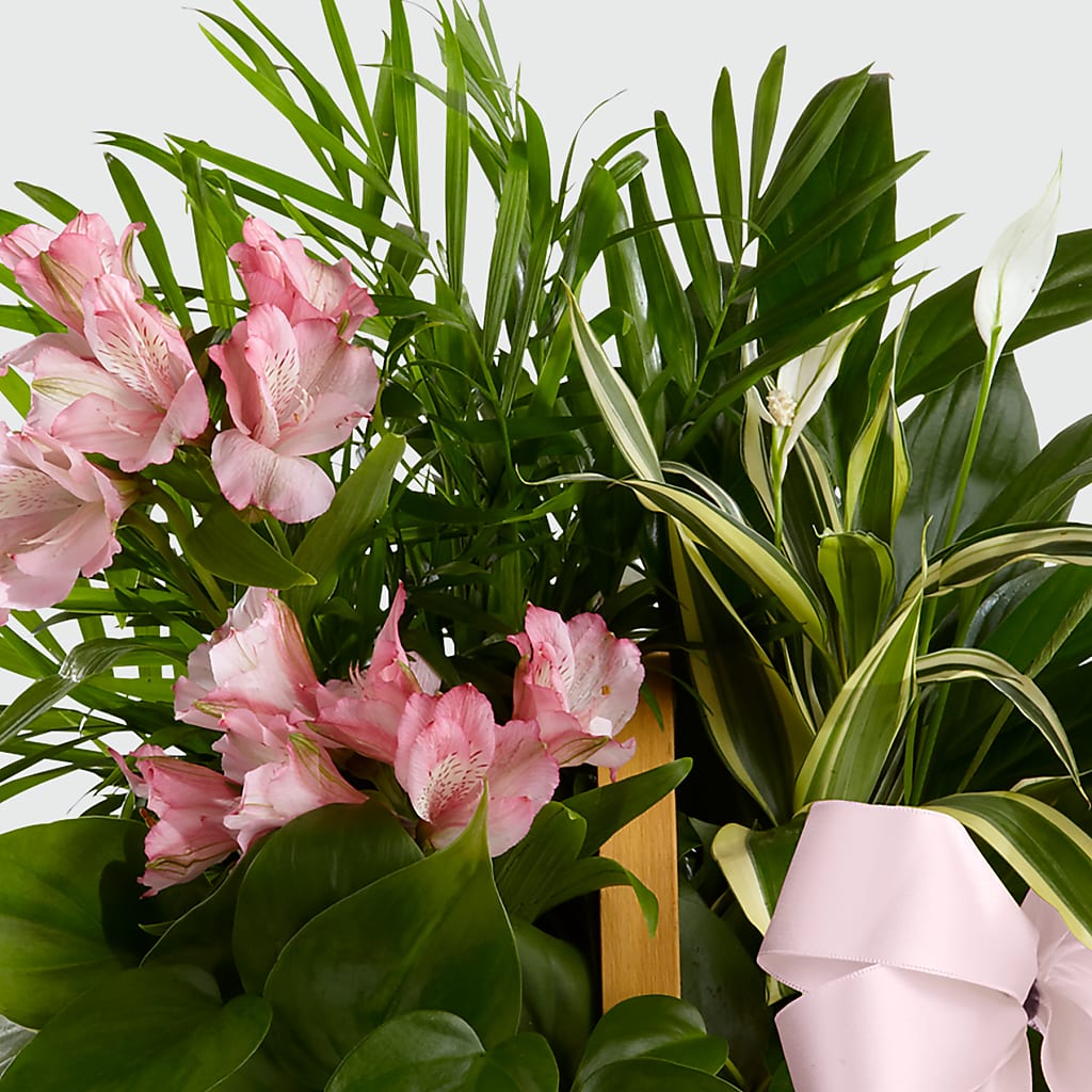 Living Spirit Dishgarden – Walnut Creek Florist, Walnut Creek CA