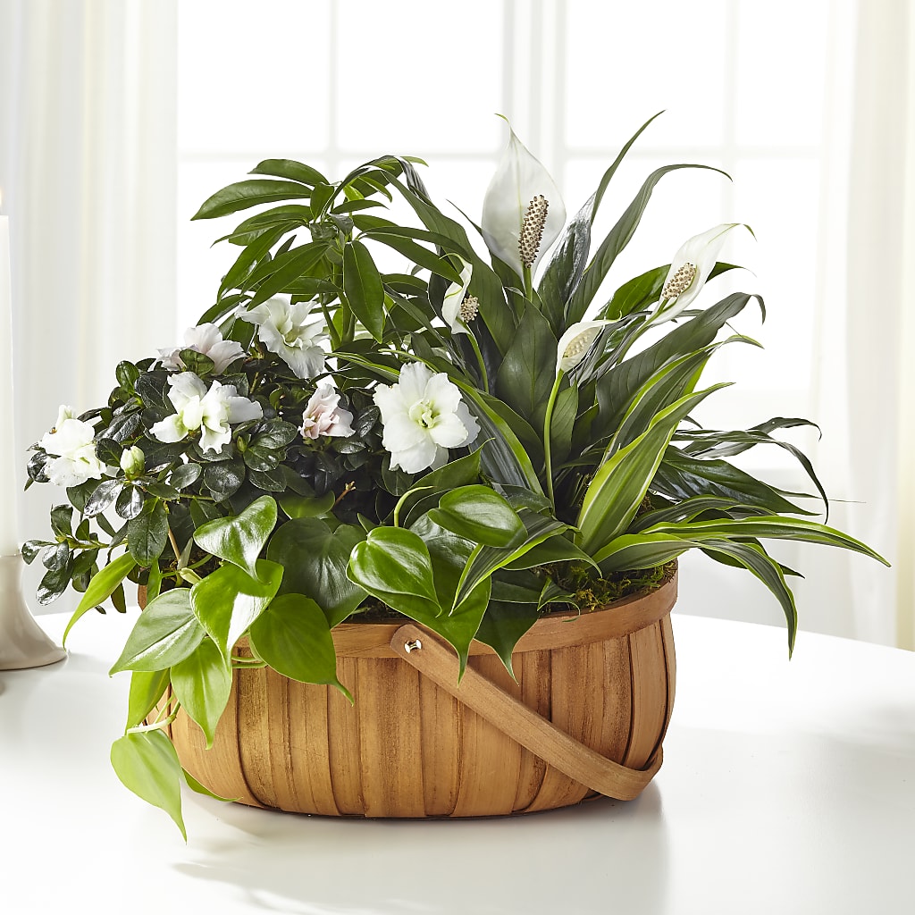 Serene Dishgarden – Walnut Creek Florist, Walnut Creek CA