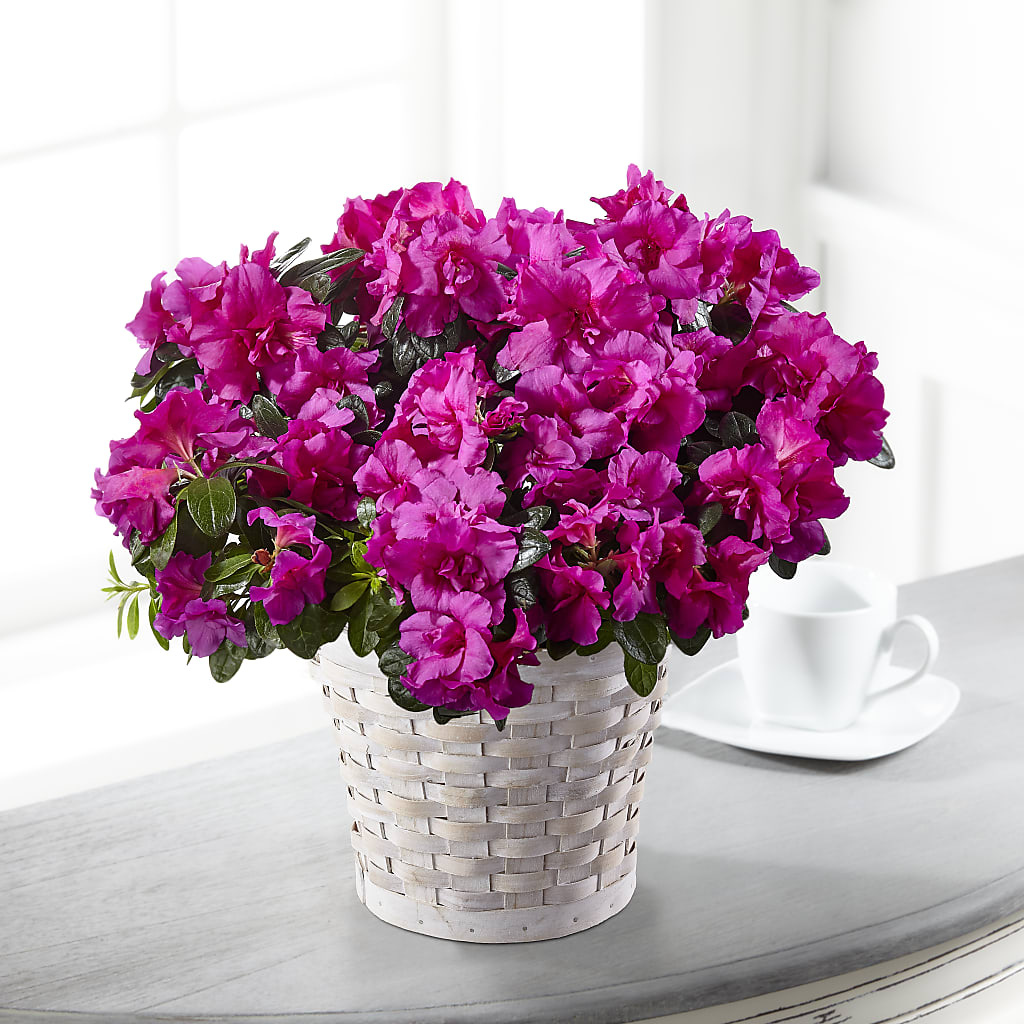 Hope & Serenity Azalea PlantWalnut Creek Florist