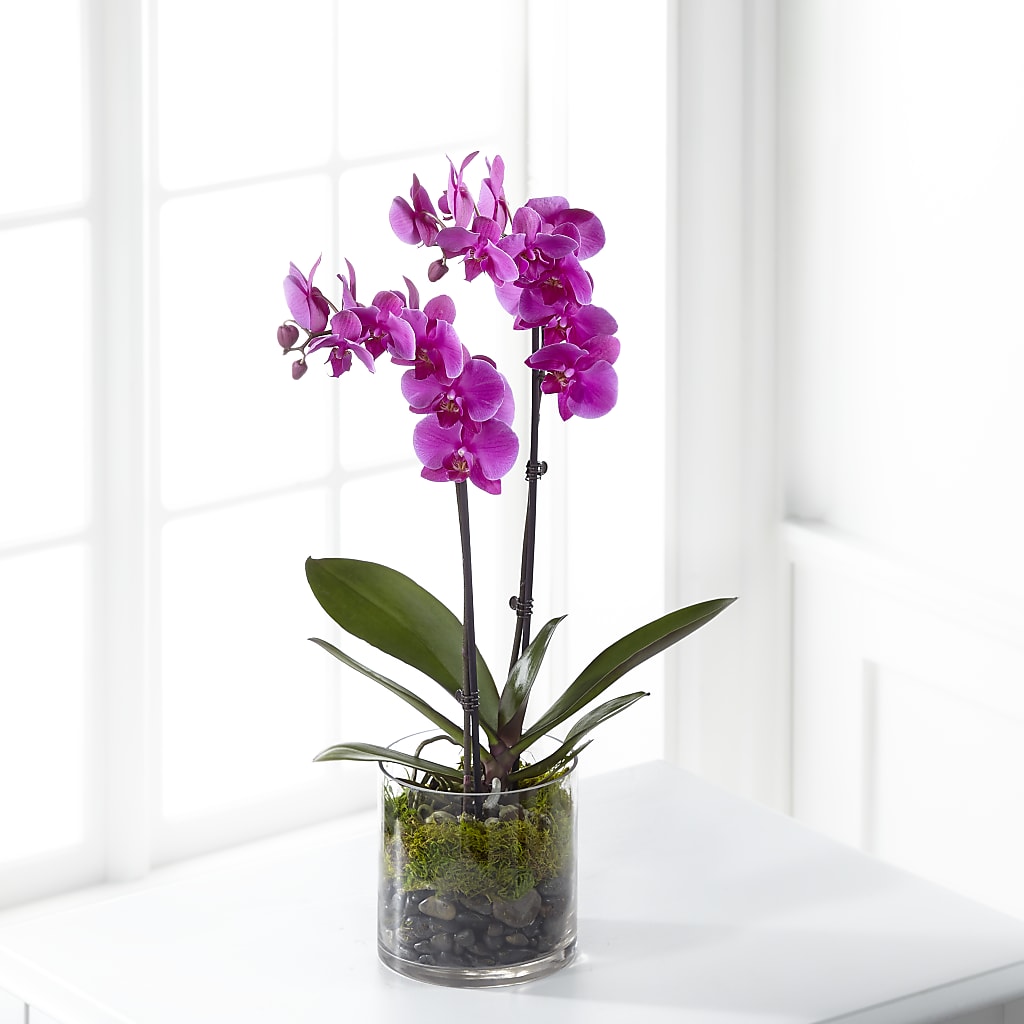 Pink Orchid Plant – Walnut Creek Florist, Walnut Creek CA
