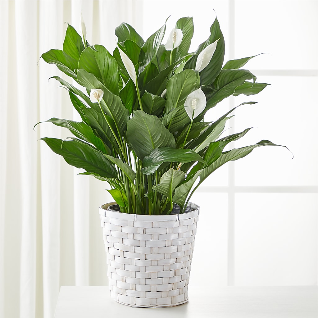 A New Leaf Peace Lily – Walnut Creek Florist, Walnut Creek CA