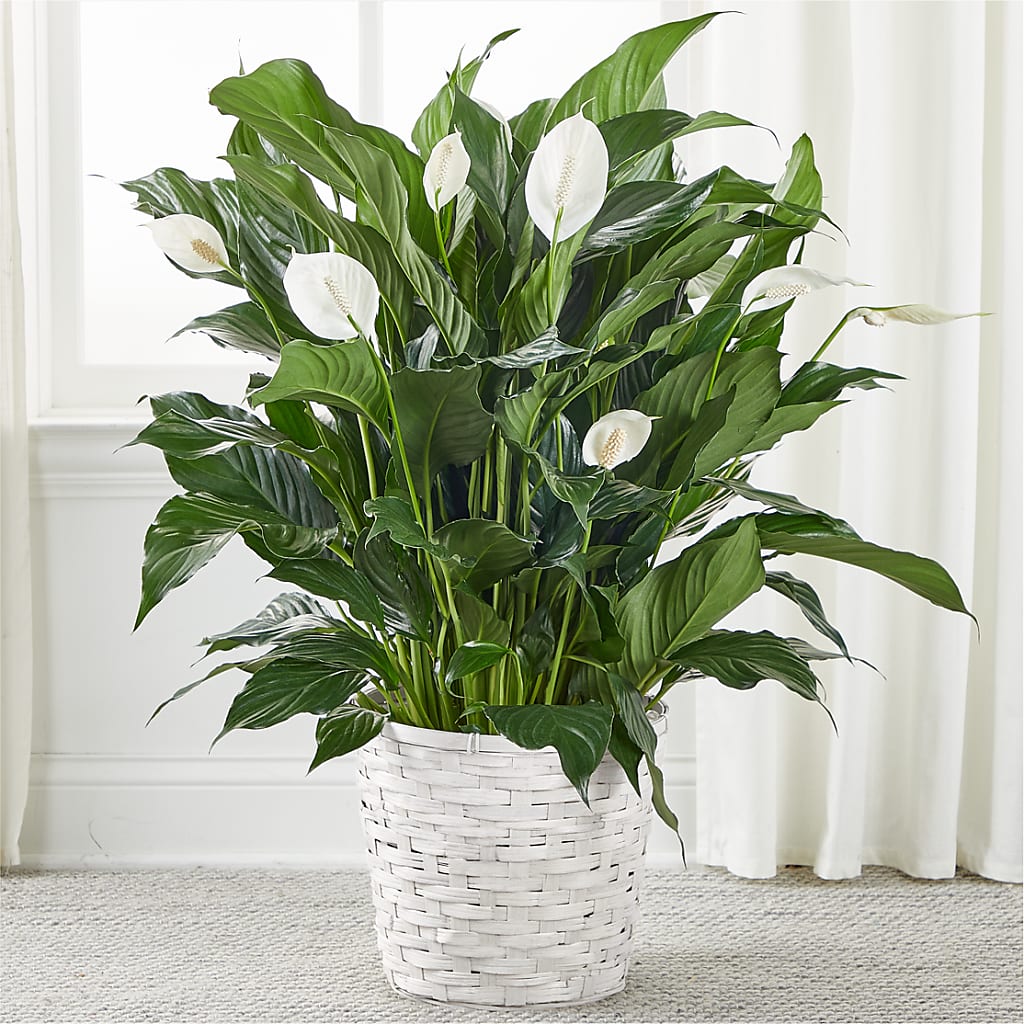 A New Leaf Peace Lily – Walnut Creek Florist, Walnut Creek CA