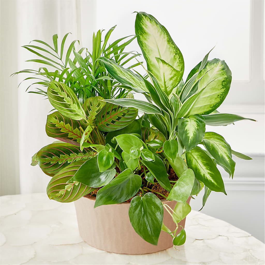 Balance & Harmony Dishgarden – Walnut Creek Florist, Walnut Creek CA