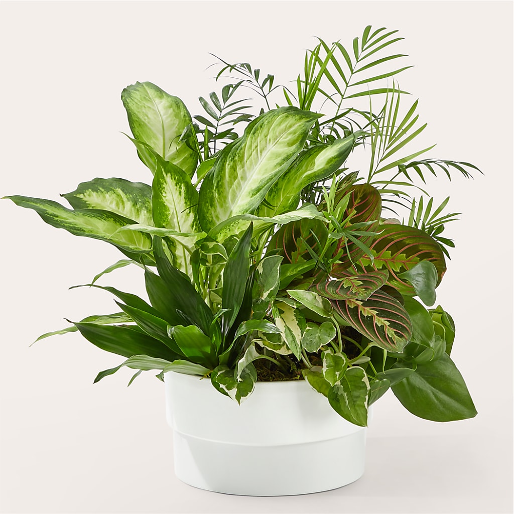 Radiating Positivity Dishgarden – Walnut Creek Florist, Walnut Creek CA