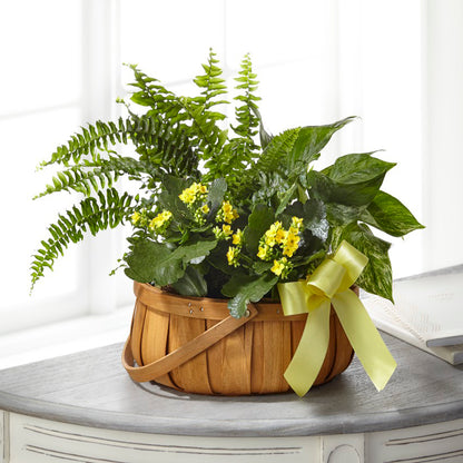The FTD® Always Dear™ Dishgarden –  Walnut Creek Florist, Walnut Creek CA