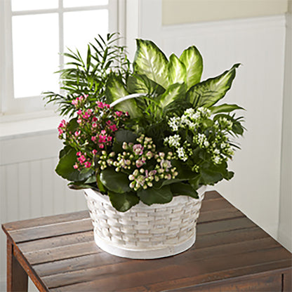 The FTD® Rural Beauty™ Dishgarden –  Walnut Creek Florist, Walnut Creek CA
