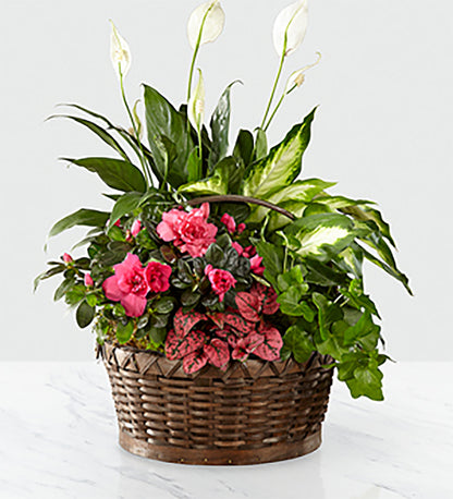 The FTD® Dream in Pink™ Dishgarden –  Walnut Creek Florist, Walnut Creek CA