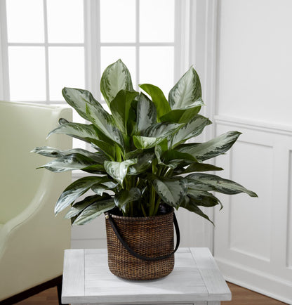 The FTD® Chinese Evergreen –  Walnut Creek Florist, Walnut Creek CA
