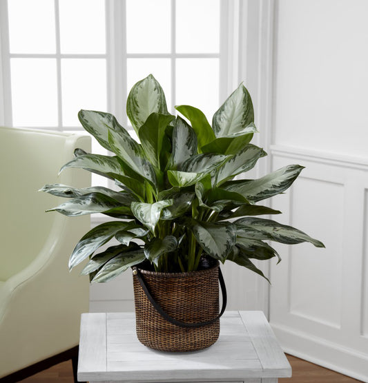 The FTD® Chinese Evergreen