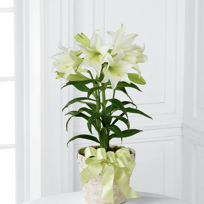 Easter Lily Plant –  Walnut Creek Florist, Walnut Creek CA