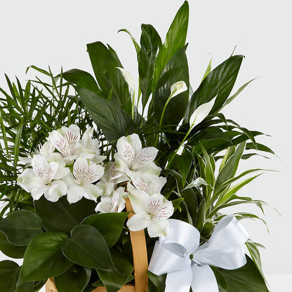 Peace & Serenity Dishgarden –  Walnut Creek Florist, Walnut Creek CA