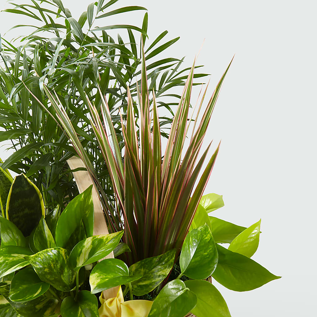 French Garden –  Walnut Creek Florist, Walnut Creek CA