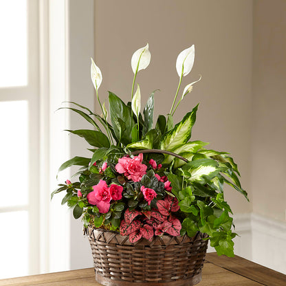 Dream in Pink Dishgarden –  Walnut Creek Florist, Walnut Creek CA