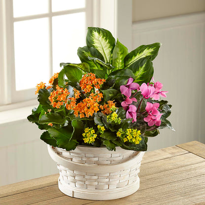 Color Crush Dishgarden –  Walnut Creek Florist, Walnut Creek CA