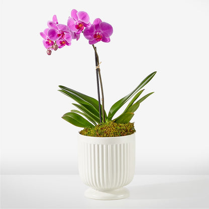 Friendly Fuchsia Orchid