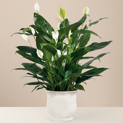 Comfort Planter –  Walnut Creek Florist, Walnut Creek CA