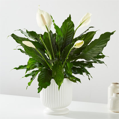 Comfort Planter –  Walnut Creek Florist, Walnut Creek CA