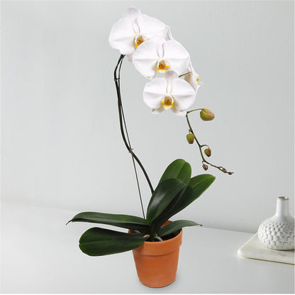 White Cascading Orchid –  Walnut Creek Florist, Walnut Creek CA
