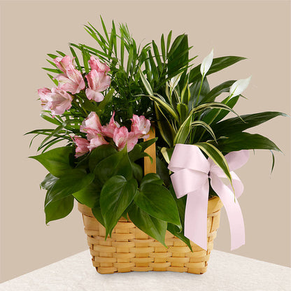 Living Spirit Dishgarden –  Walnut Creek Florist, Walnut Creek CA