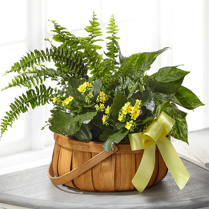 Always Dear Dishgarden –  Walnut Creek Florist, Walnut Creek CA