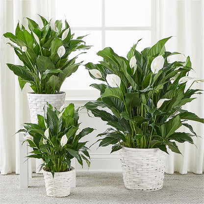 A New Leaf Peace Lily –  Walnut Creek Florist, Walnut Creek CA