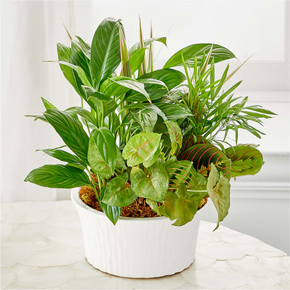 Balance & Harmony Dishgarden –  Walnut Creek Florist, Walnut Creek CA