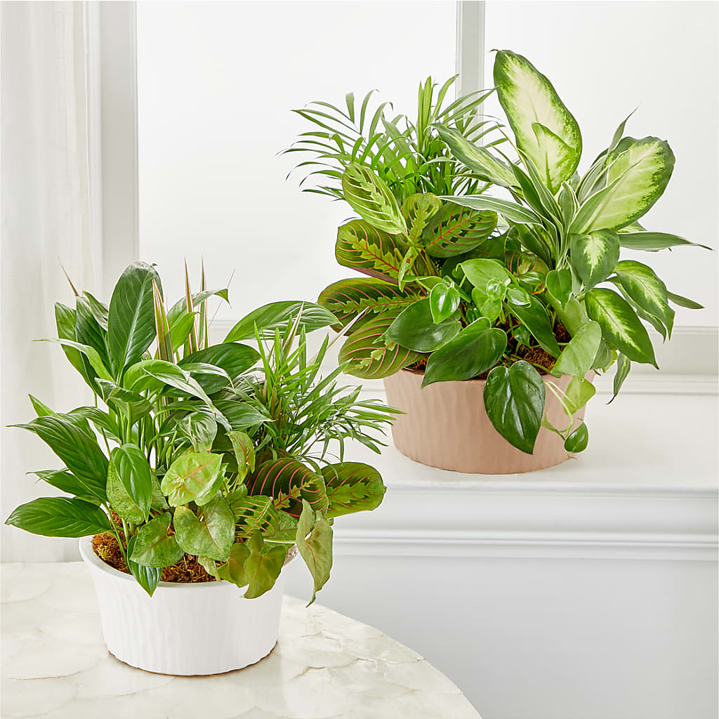 Balance & Harmony Dishgarden –  Walnut Creek Florist, Walnut Creek CA