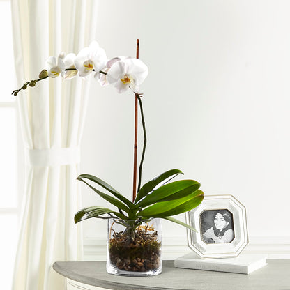 White Orchid Planter –  Walnut Creek Florist, Walnut Creek CA