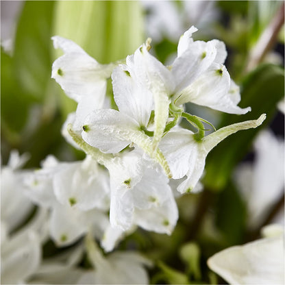 Classic Ivory – A Florist Original –  Walnut Creek Florist, Walnut Creek CA