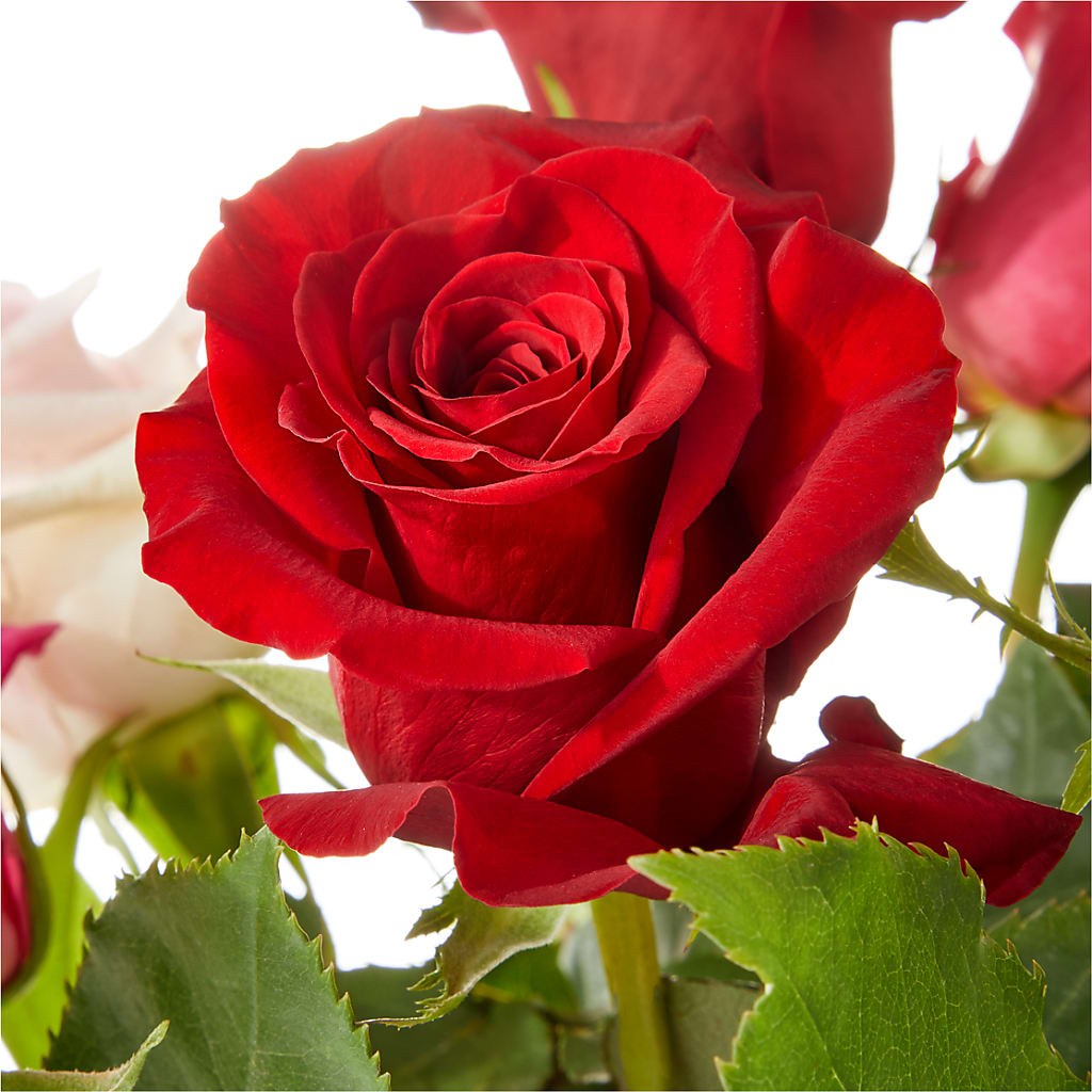 Love Notes Rose Bouquet –  Walnut Creek Florist, Walnut Creek CA